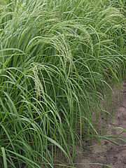 Teff Grass seed heads